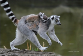 <p>LEMUR KATTA (Lemur catta) ZOO Dresden (Německo)</p>